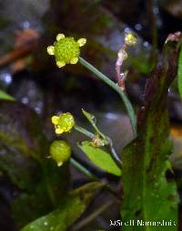 Image of Ranunculus laxicaulis