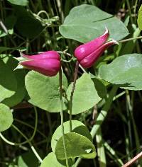 Clematis glaucophylla image