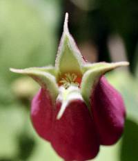 Clematis glaucophylla image