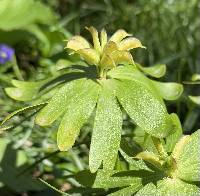 Eranthis hyemalis image