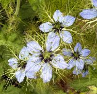 Nigella damascena image