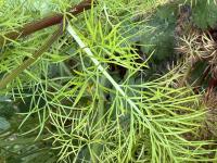 Nigella damascena image