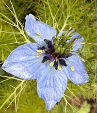 Nigella damascena image