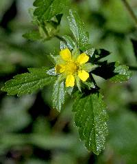 Image of Potentilla norvegica