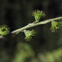 Image of Agrimonia pubescens