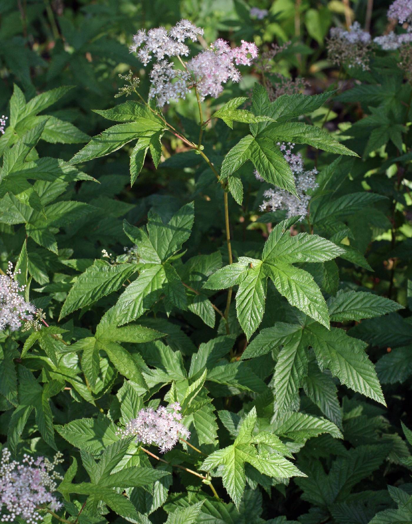 Filipendula glaberrima image