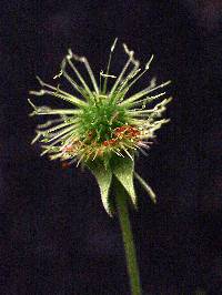 Geum canadense image