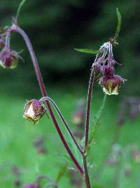 Image of Geum rivale