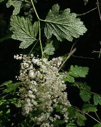 Image of Holodiscus discolor