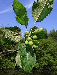 Malus fusca image