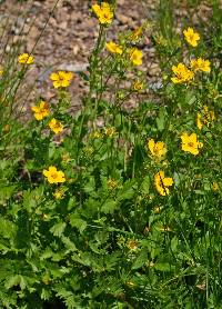 Potentilla flabellifolia image