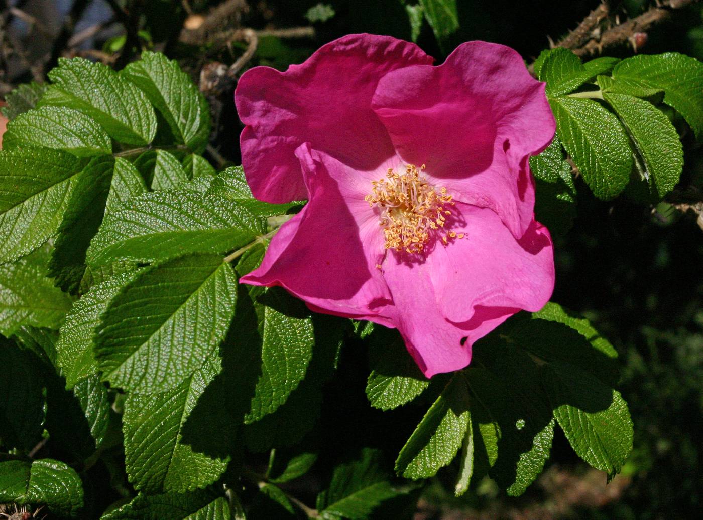Rosa rugosa image