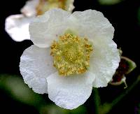 Rubus parviflorus image