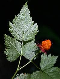 Image of Rubus spectabilis