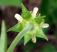 Geum virginianum image