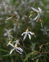 Gillenia trifoliata image