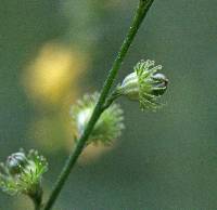 Agrimonia rostellata image