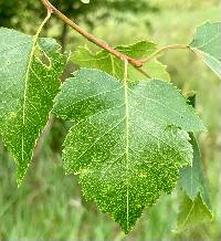 Crataegus pruinosa image