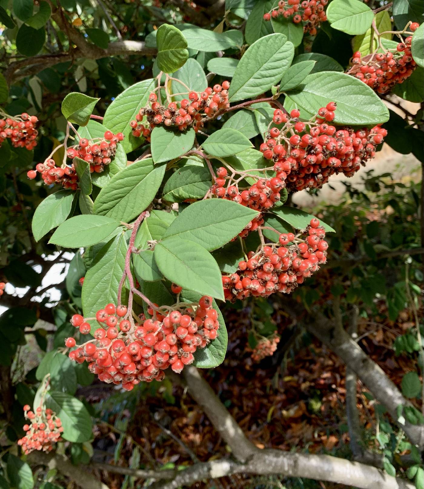 Cotoneaster frigidus image