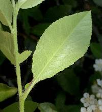 Pyracantha coccinea image