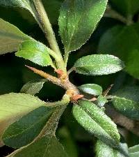 Pyracantha coccinea image