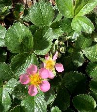 Image of Fragaria chiloensis