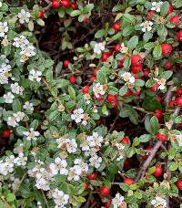 Cotoneaster dammeri image