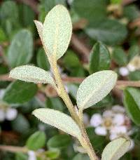 Cotoneaster dammeri image