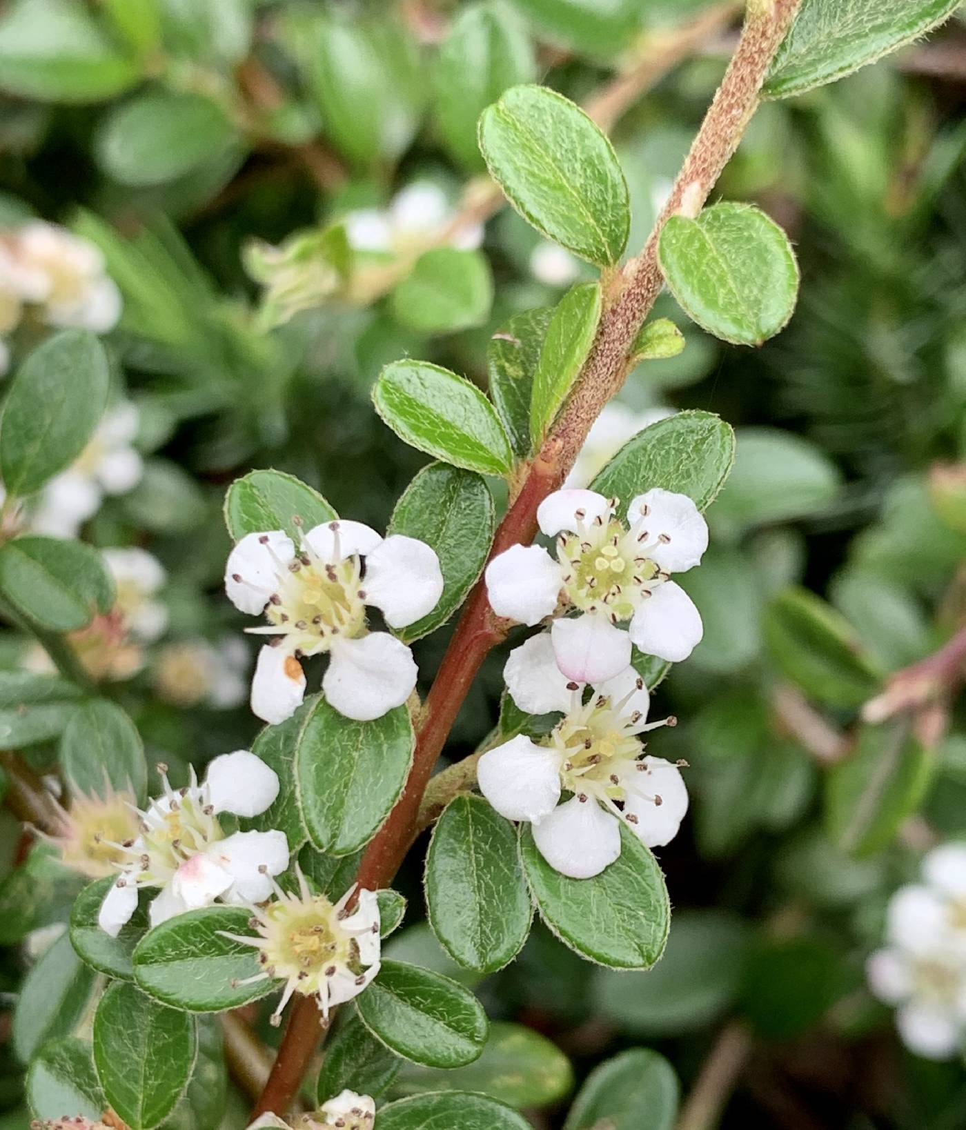 Cotoneaster image