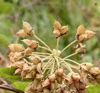 Physocarpus capitatus image