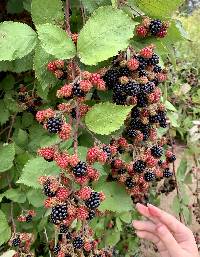 Rubus armeniacus image