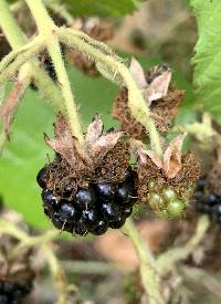 Rubus armeniacus image