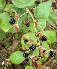 Rubus armeniacus image