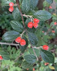 Image of Cotoneaster franchetii