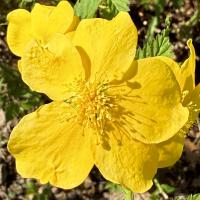 Kerria japonica image