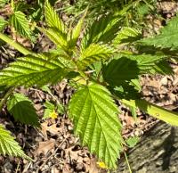 Kerria japonica image