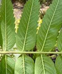 Sorbus aucuparia image