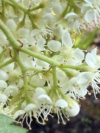 Sorbus aucuparia image
