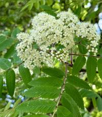 Sorbus aucuparia image