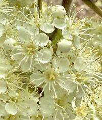 Sorbus aucuparia image