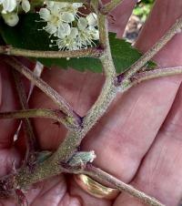 Sorbus aucuparia image