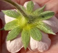 Fragaria chiloensis image