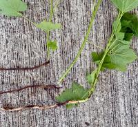 Rubus parviflorus image