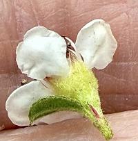 Cotoneaster dammeri image