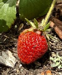 Media resource of Fragaria × ananassa