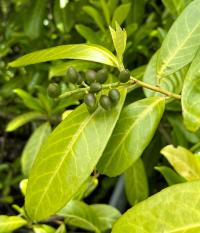 Prunus laurocerasus image