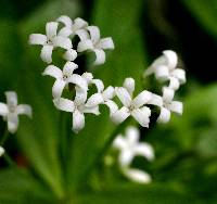 Asperula odorata image