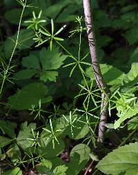 Image of Galium concinnum