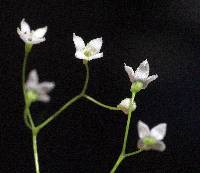 Galium concinnum image