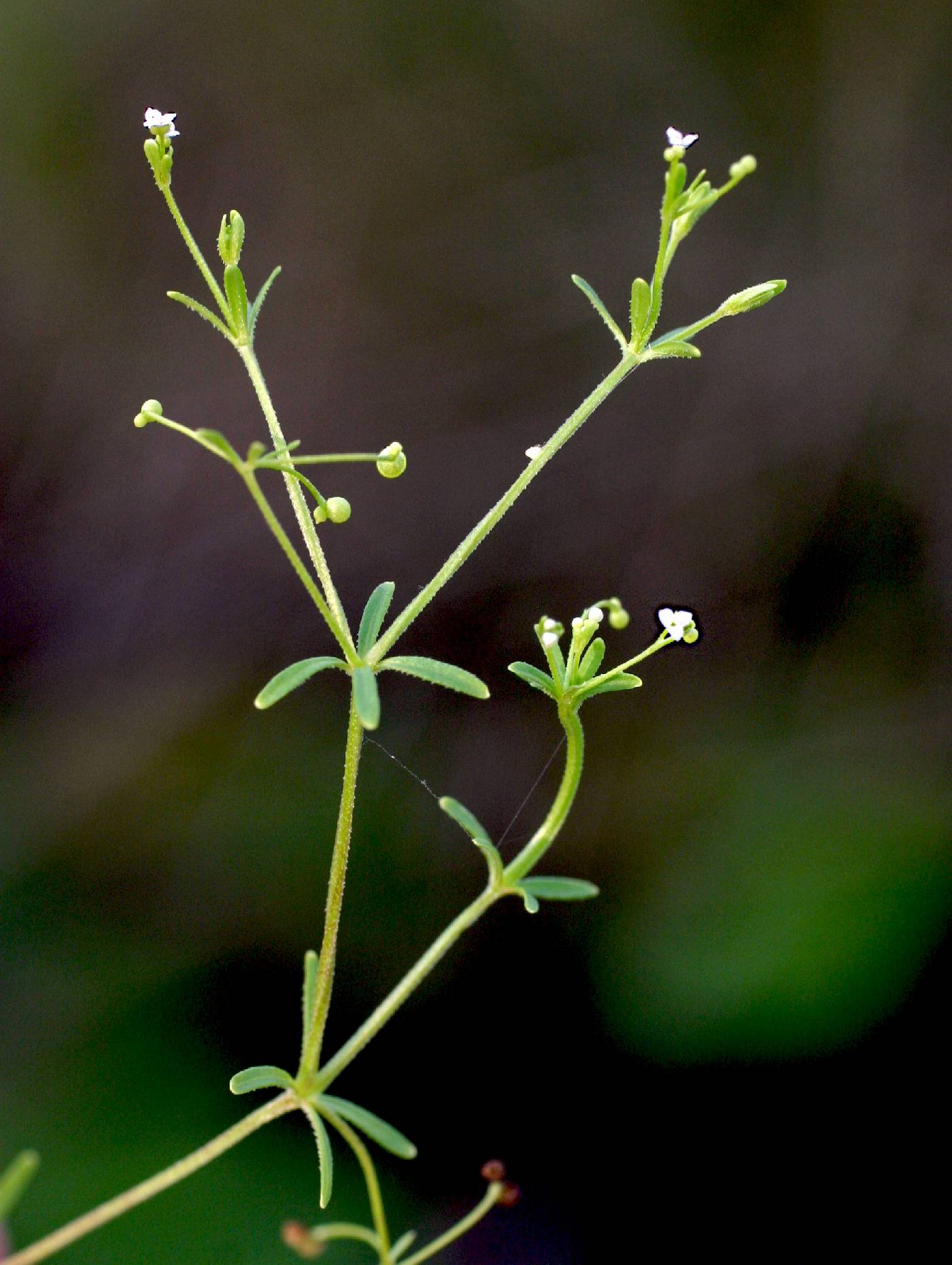 Galium trifidum image